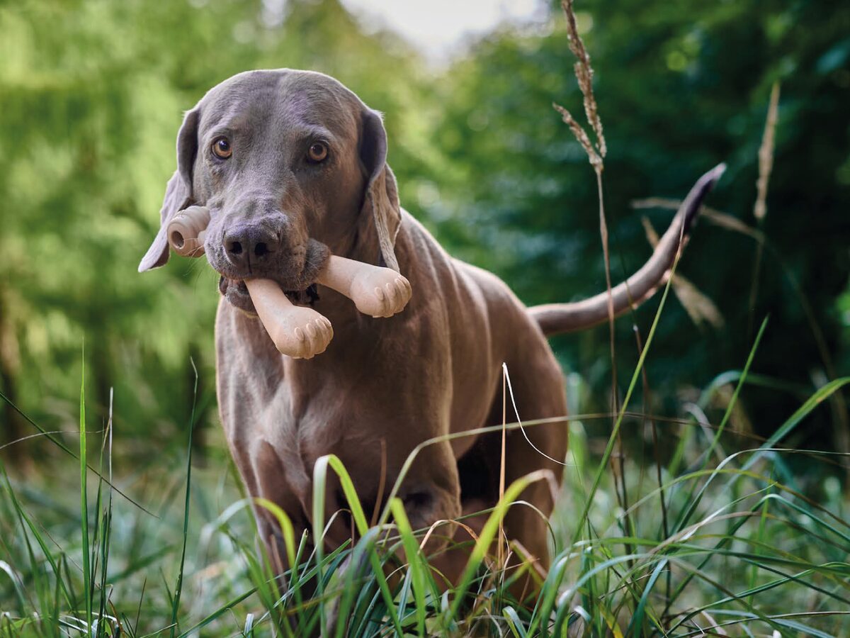 A grey Weimaraner standing in tall forest grass, carrying a D-Bone Wishbone chew in its mouth and looking straight at the camera.